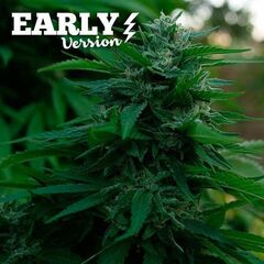 Lord Kush Early Version, Фасовка: 1